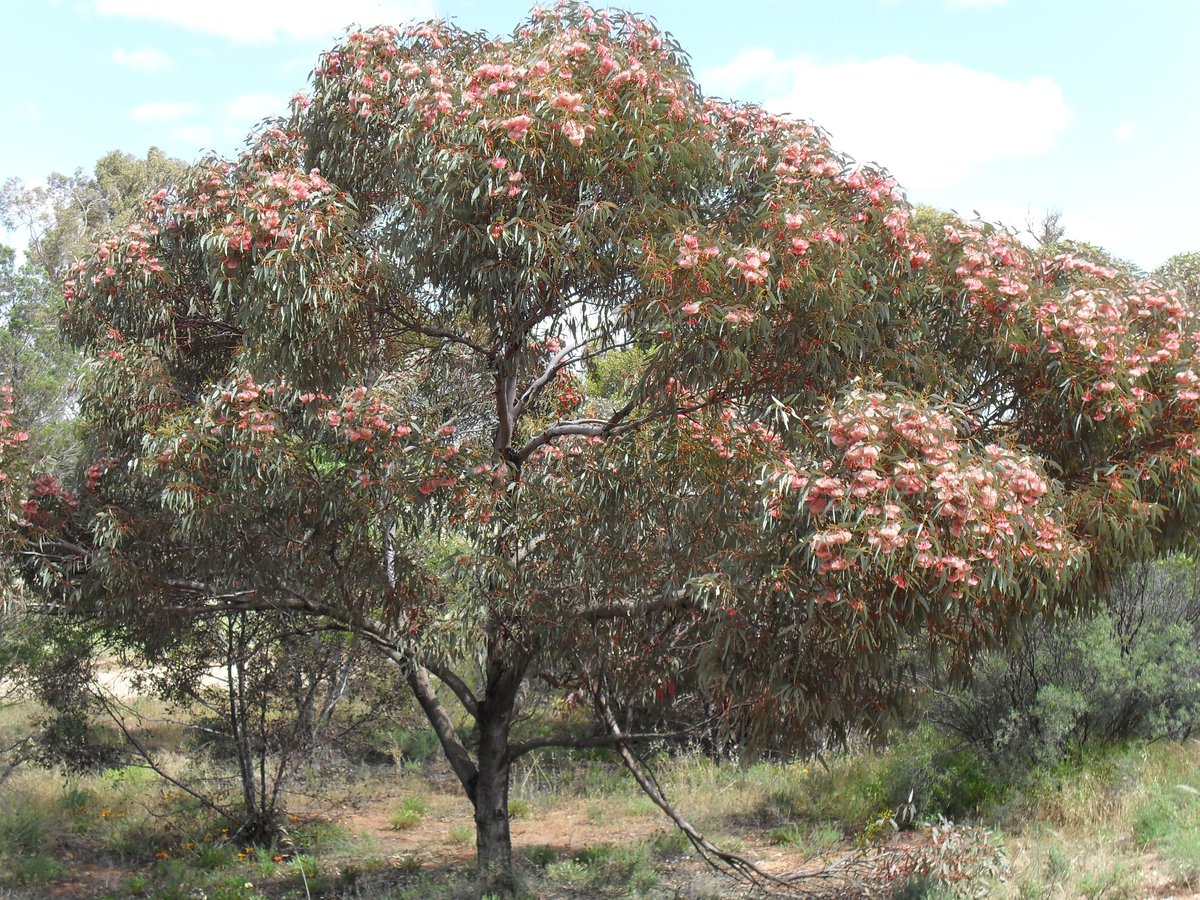 Eucalyptus torquata 4